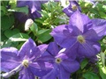 clematis